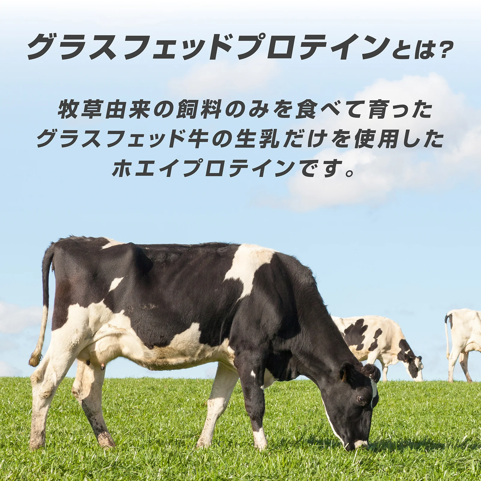 グラスフェッドホエイプロテイン ココア風味 1kg - Image 3